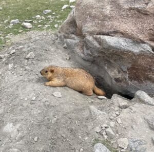 Marmot