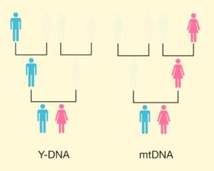 Mt dna y chromosome